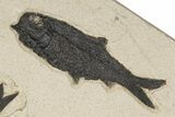 22.5" Fossil Fish (Knightia) Mortality Plate - Wyoming - #203223-2